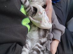-喵zoo家庭繁育猫舍(尖东智能花园店)