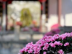 -上海醉白池公园