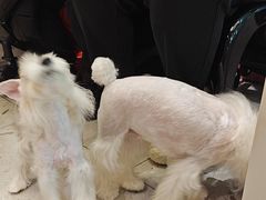-FAELING PETS美天灵宠物(合生汇店)
