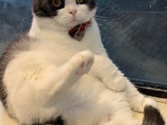 -猫小院猫主题咖啡厅(北锣店)