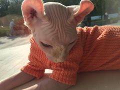 -飞行喵MR PILOT|猫舍·猫咖(静安大融城店)