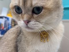 -安安宠医宠物医院·异宠·犬猫内科(岳阳分院)