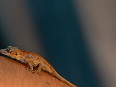 -酷以爬仙阁实体爬宠店·守宫·蜥蜴·专业繁育