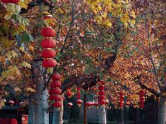 -大槐树寻根祭祖园