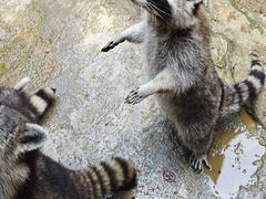 -杭州野生动物世界