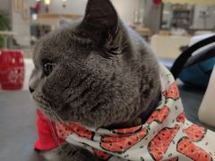 -歎雪糕低糖低脂Gelato冰淇淋