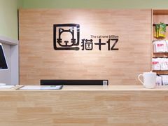 -猫十亿·布偶金渐层·曼基康矮脚猫舍(青年路店)