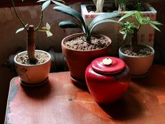 -胖哥料理(兴义里店)