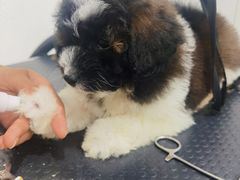 -1013 PET SHOP 宠物商店(近铁城市广场店)