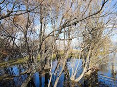 -洱海月湿地公园