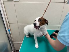 -北京观赏动物医院·24小时大型综合·猫专科·异宠专科