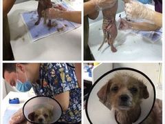 -伟伟宠物医院·CT影像中心·瑞派犬猫综合性门诊(汉口总院)