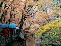 -龙道沟景区