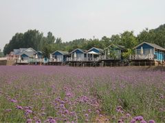 iphone_upload_pic-紫海香堤香草艺术庄园