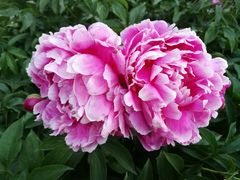 -长春公园(普阳街道)