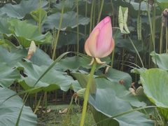 -长春市南湖公园