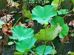 -苏州香山国际大酒店