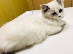 -宠颐生维康宠物医院(金丰店)