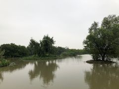 -大湾区中央湿地公园