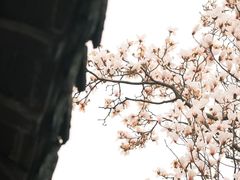 -梅园