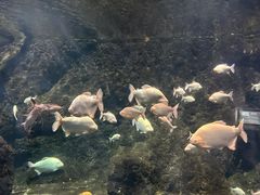 -南昌海洋公园