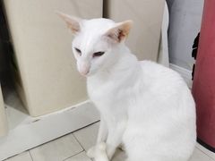 -喵的天空名猫咖啡馆·撸猫·猫舍·用品