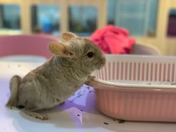 -Moni星球萌宠·小马宝莉·灵蛇·高端高阶全萌宠互动体验俱乐部(红豆国际广场店)