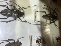-上海大自然野生昆虫馆(东方明珠·爬宠昆虫探索中心)