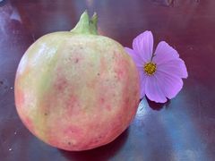 -蘑统田下·野生菌火锅