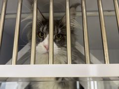 -爱宠屋pet shop·宠物洗澡·宠物美容