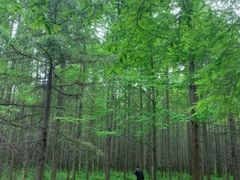 -渡海小渔村.老辈日照菜
