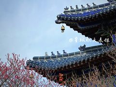 -梅花山(明孝陵内)