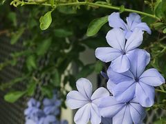 -溪岸路花鸟市场