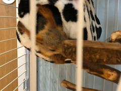 -藦茜花园宠物主题亲子互动体验馆(国顺东路店)