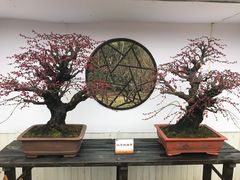 -香雪海