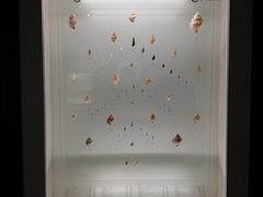 -青岛贝壳博物馆