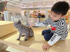 -more than meow吴止猫主题餐厅(承德 中船汇店)