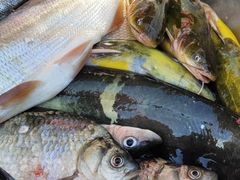 -庆岭迎宾园正宗活鱼馆