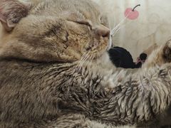 -平行世界·猫咖(首经贸店)