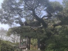 -西湖外事游船(花港观鱼码头)