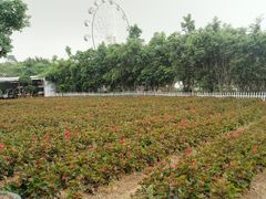 -广东花都香草世界旅游度假区