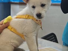-艾贝尔宠物医院·24H转诊中心·肿瘤猫专科(江宁双龙店)