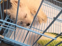 -翊宠yipet猫狗购宠庄园犬舍•猫舍