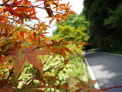 -姑婆山旅游区