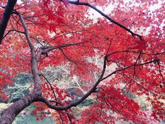 -西湖外事游船(花港观鱼码头)