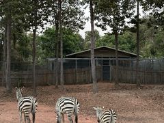 -清迈夜间动物园