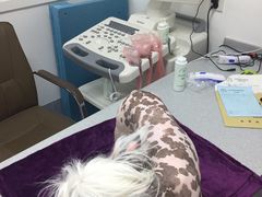 -达爱动物医院·犬猫分区·CT·复杂眼科(远洋山水分院)