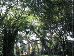 -瑞丽独树成林风景区