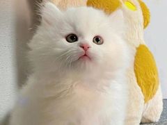 -欣宠猫屋·矮脚拿破仑·蓝金金渐层