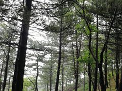 -六里坪国家森林公园